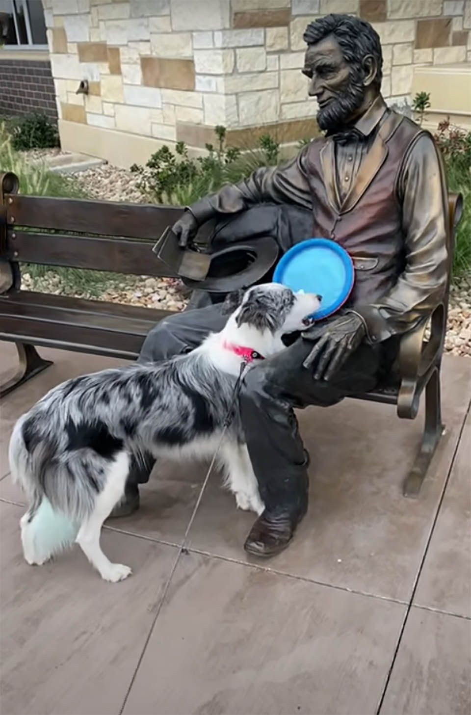 Perro no puede entender por qué Lincoln no lanza el frisbee