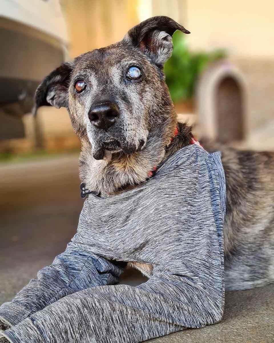 Perro pasó 10 años en un refugio