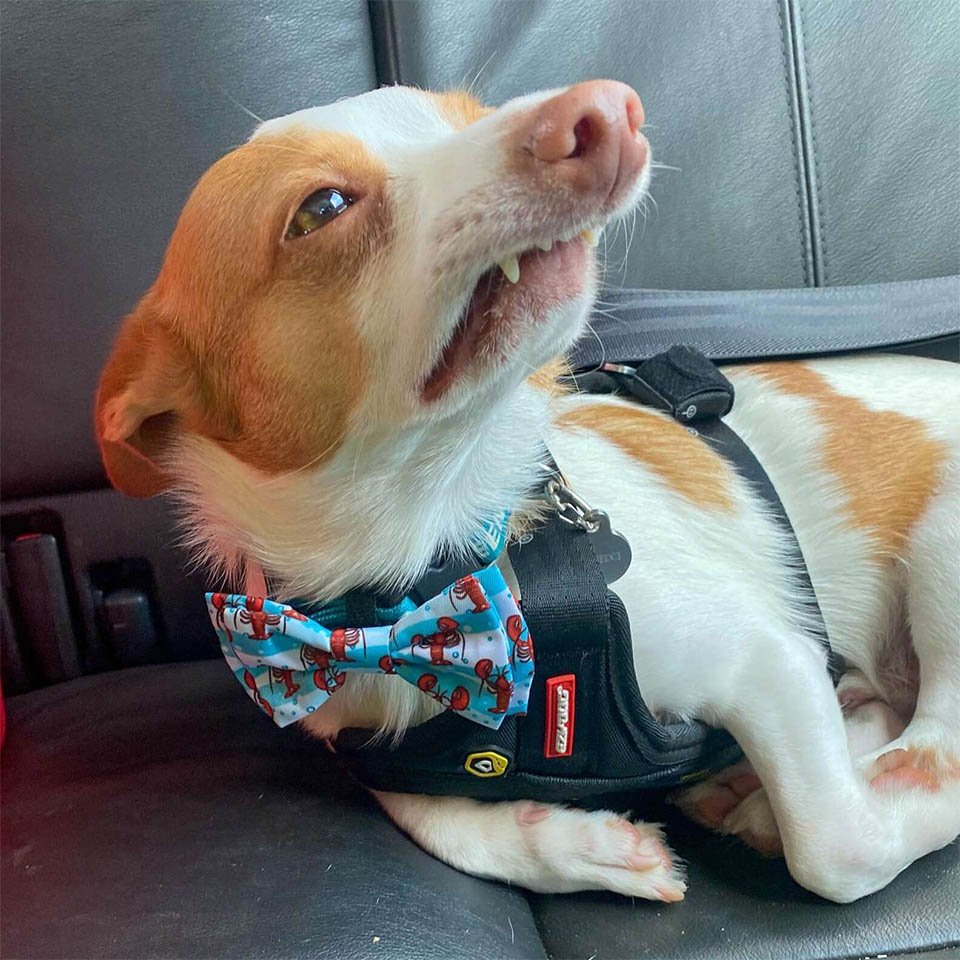 Perro tiene la reacción más dramática al recibir un pequeño 'corte de papel' 12 Perro tiene reacción