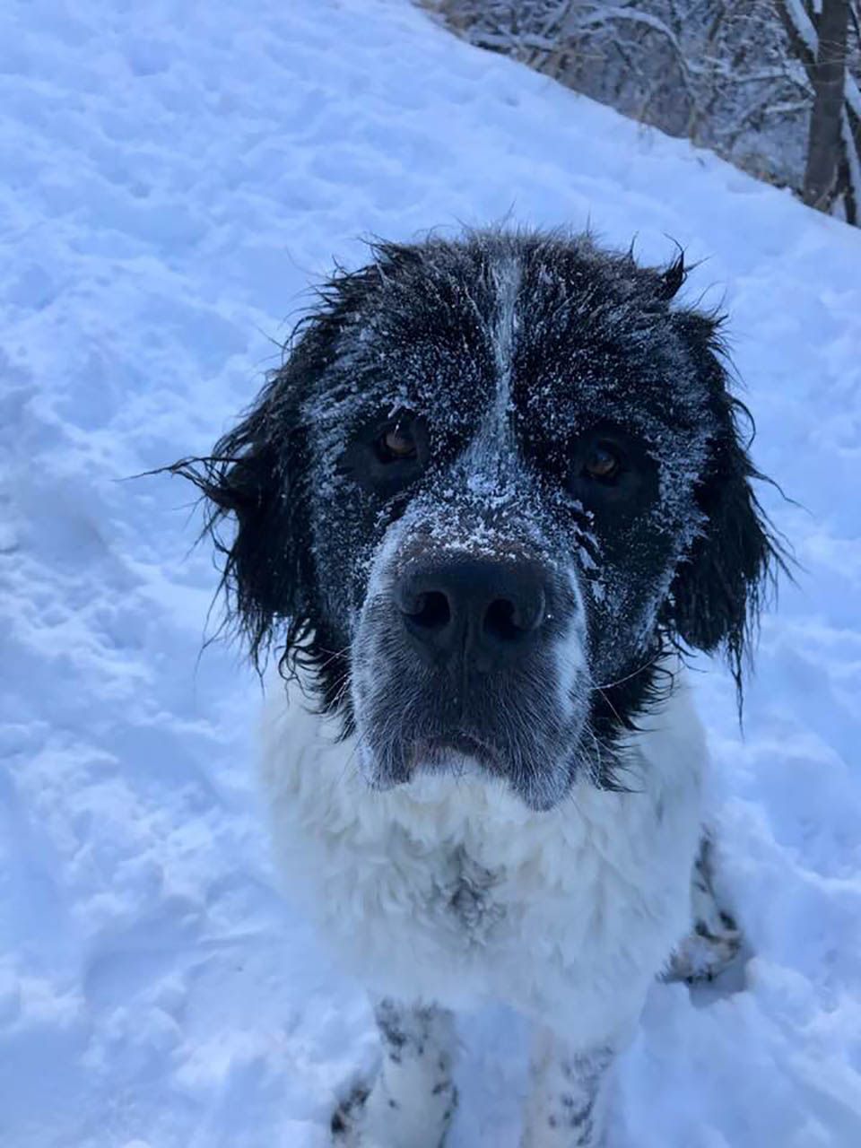 Perro tiene su propia montaña de nieve