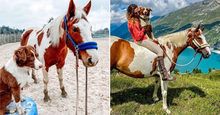 Un caballo y un perro parecen hermanos gracias a su pelaje y son los mejores amigos