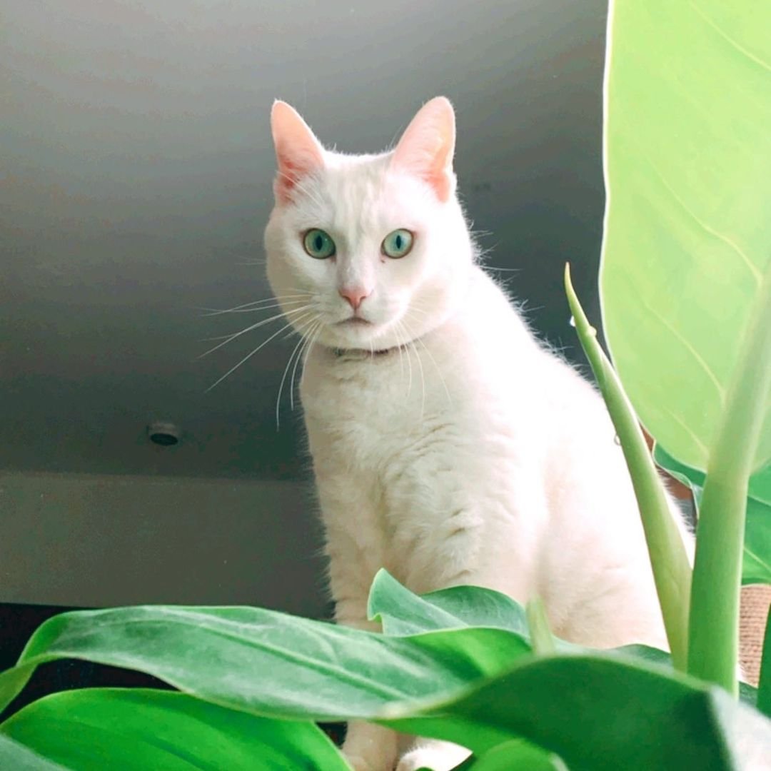 Esta gata se hace amiga de todos los repartidores que llegan a su casa 6 Adorable gatita