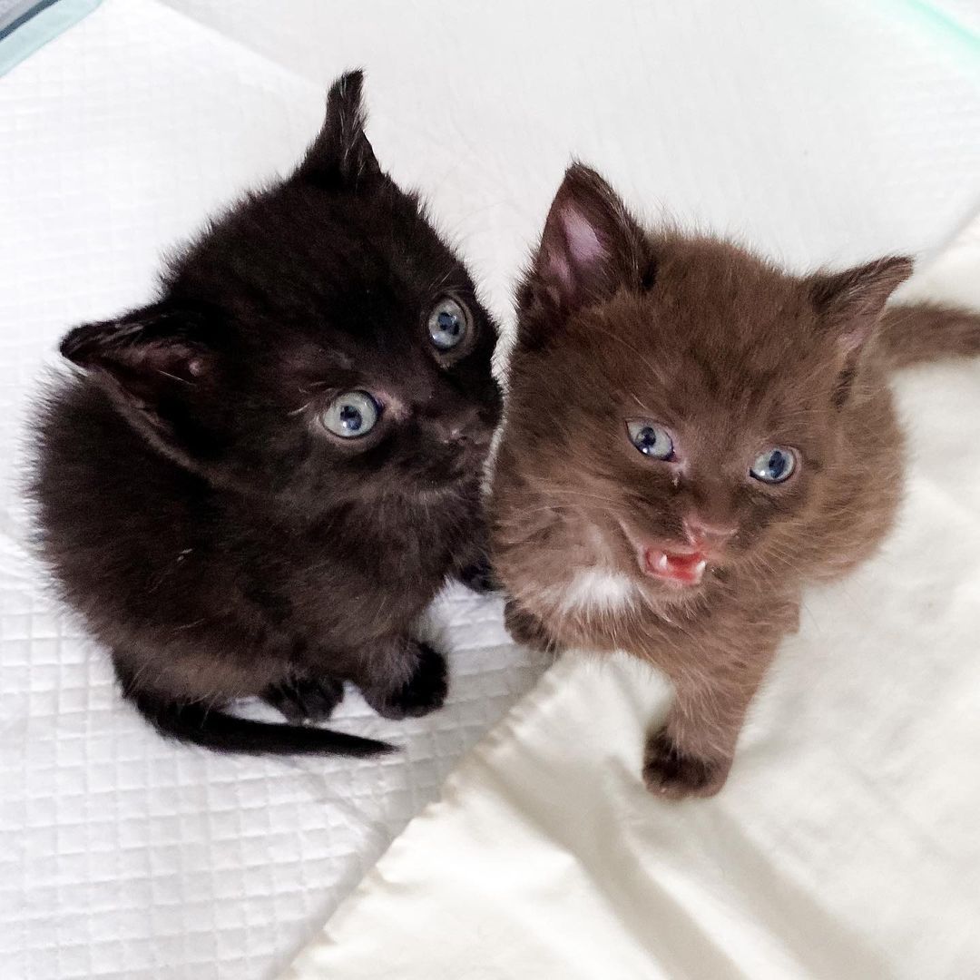 Adorables gatitas rescatadas