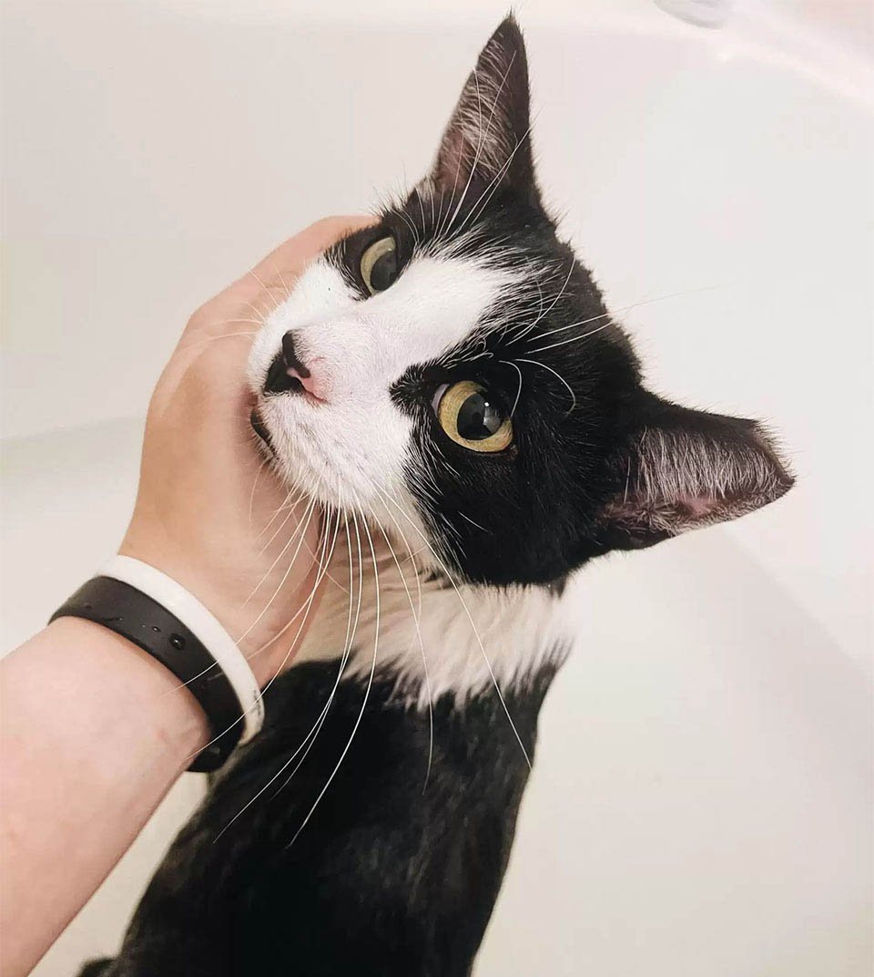 Conductora de reparto deja su auto durante 5 minutos y cuando vuelve encuentra a una gatita 11 Athena tomando baño