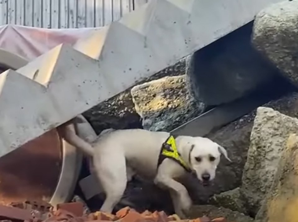 Labrador considerado 'rebelde, insociable, grosero y terco' demuestra a todos que estaban equivocados 8 Bailey entrenando