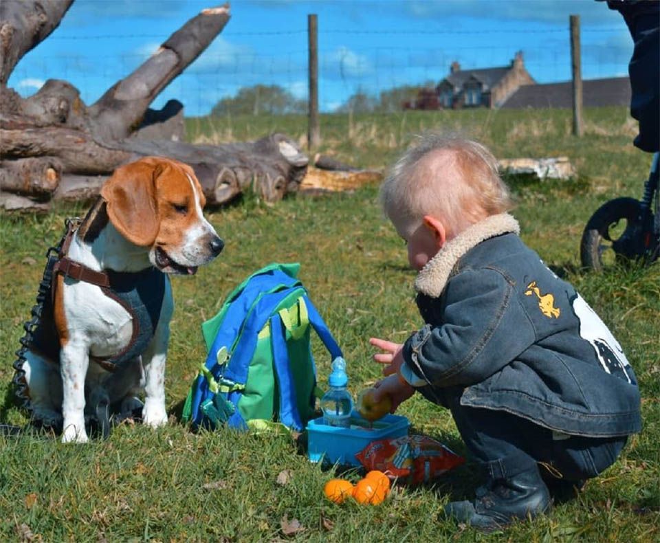Beagle y niño mejores amigos