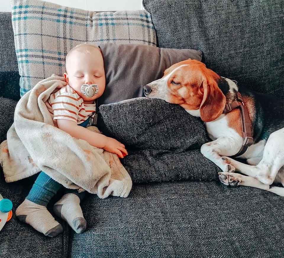 Beagle y niño siesta