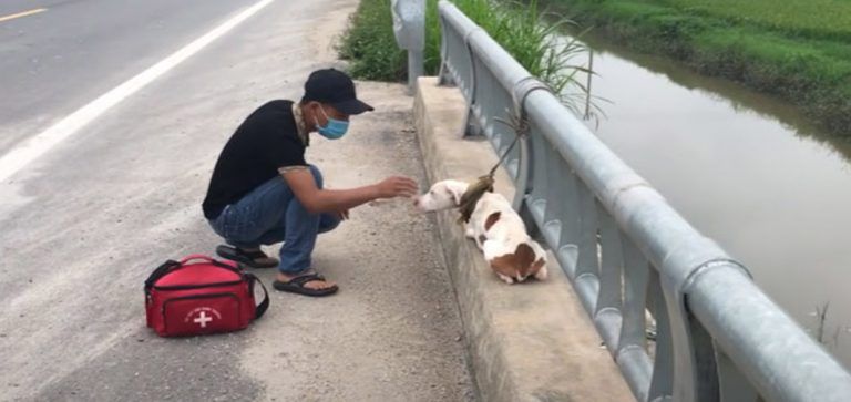 Perro abandonado en un puente en una carretera transitada aprende a amar a la gente