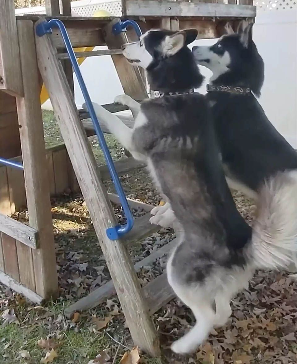Perros están encantados jugando