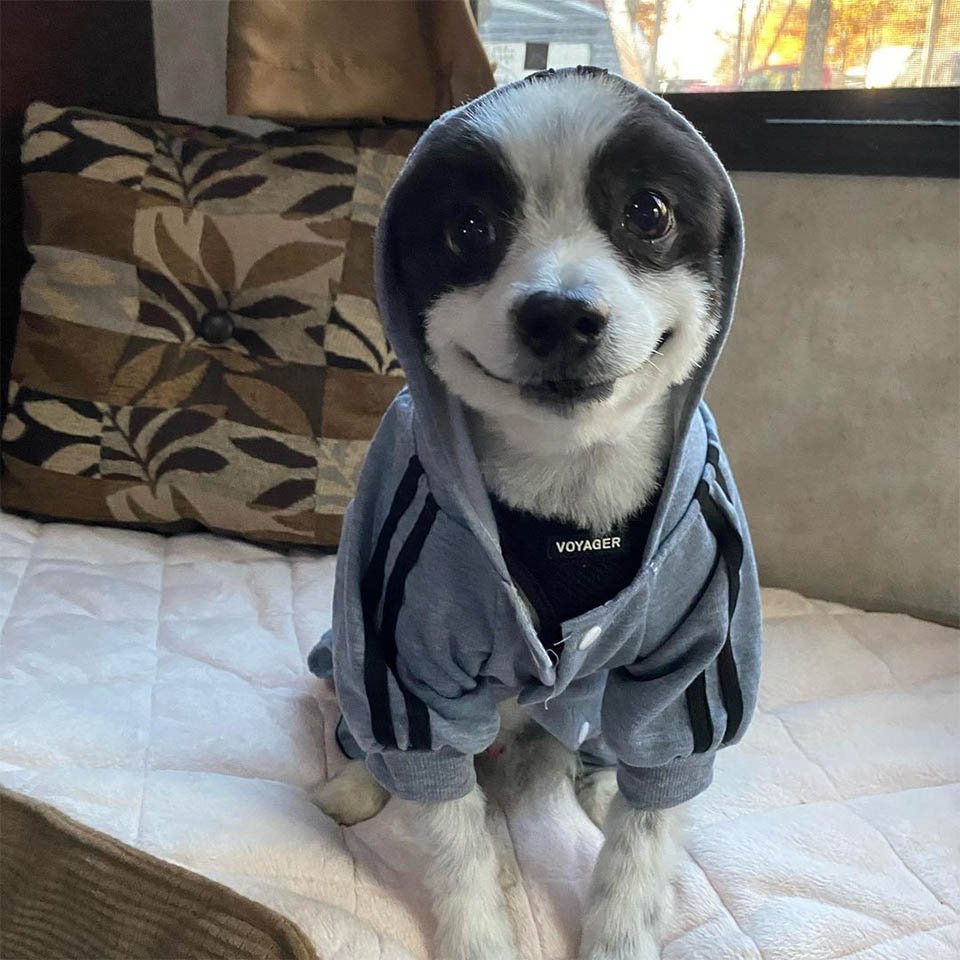 Perrito que no para de sonreír es lo más feliz que verás en todo el día 13 Perrito no para