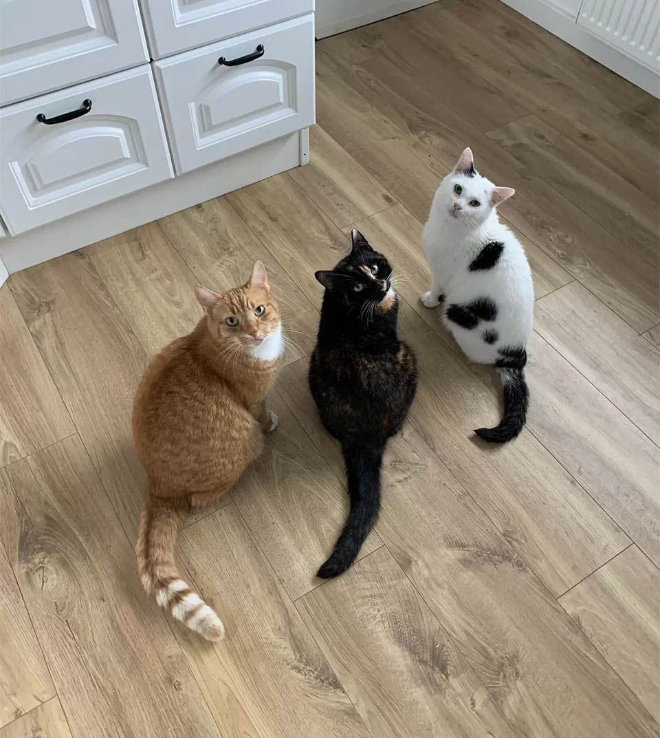 Tres hermanos felinos