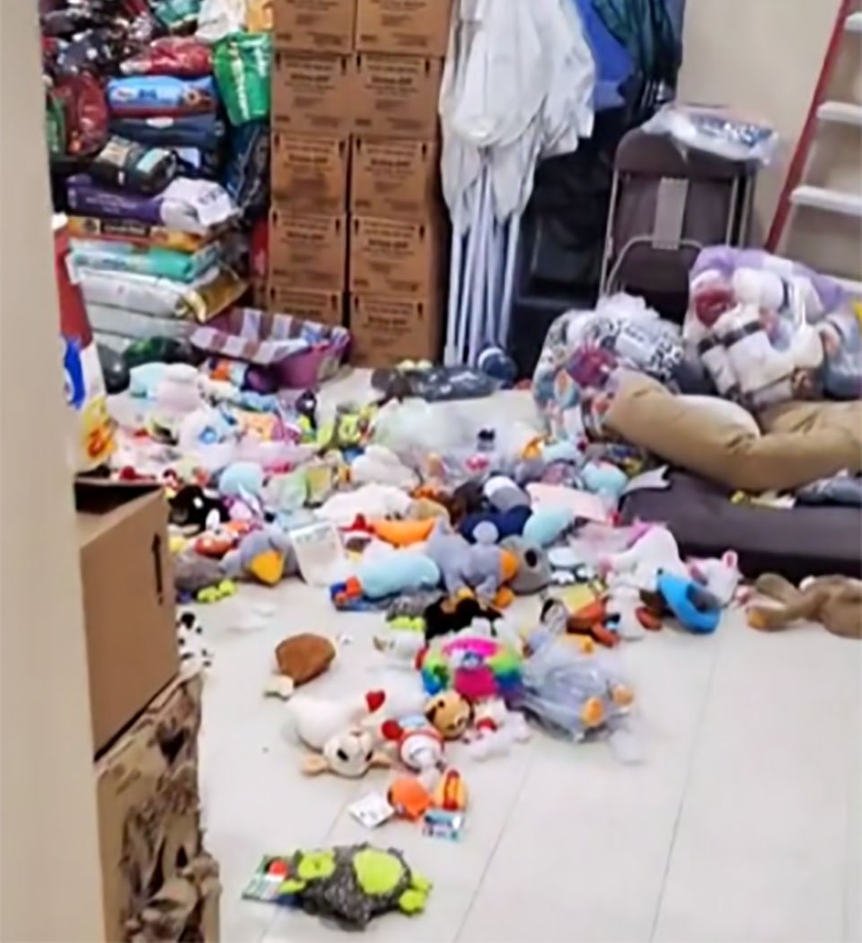 Perrito de un refugio sale de la perrera una noche y organiza una fiesta 9 Desorden de Gilligan