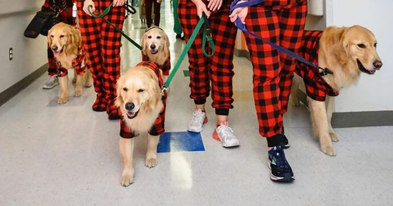 Estos perros llevaron alegría a los niños enfermos que tuvieron que pasar la Navidad en un hospital
