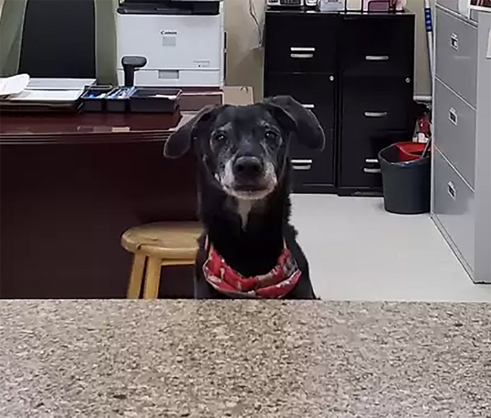 Perrito de un refugio sale de la perrera una noche y organiza una fiesta 10 Gilligan travieso