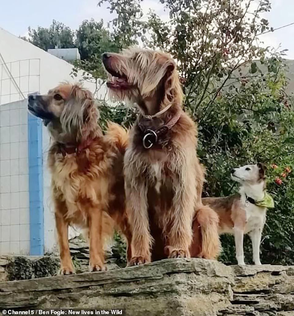 Grupo de perritos rescatados