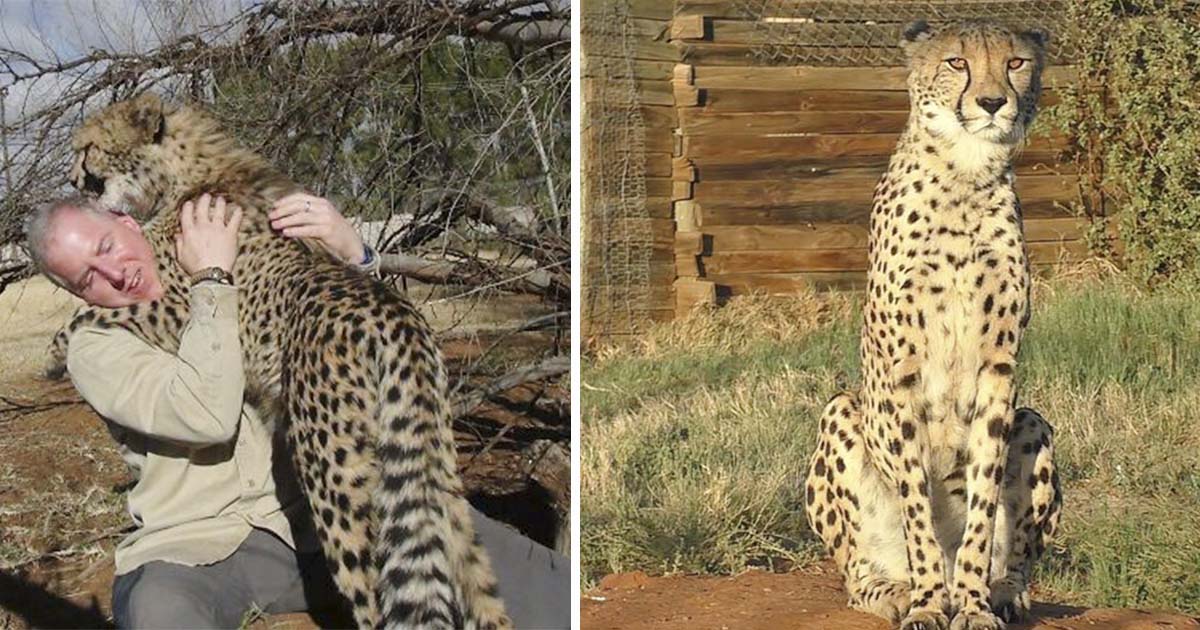Hombre se hace amigo de un guepardo salvaje en un viaje a África