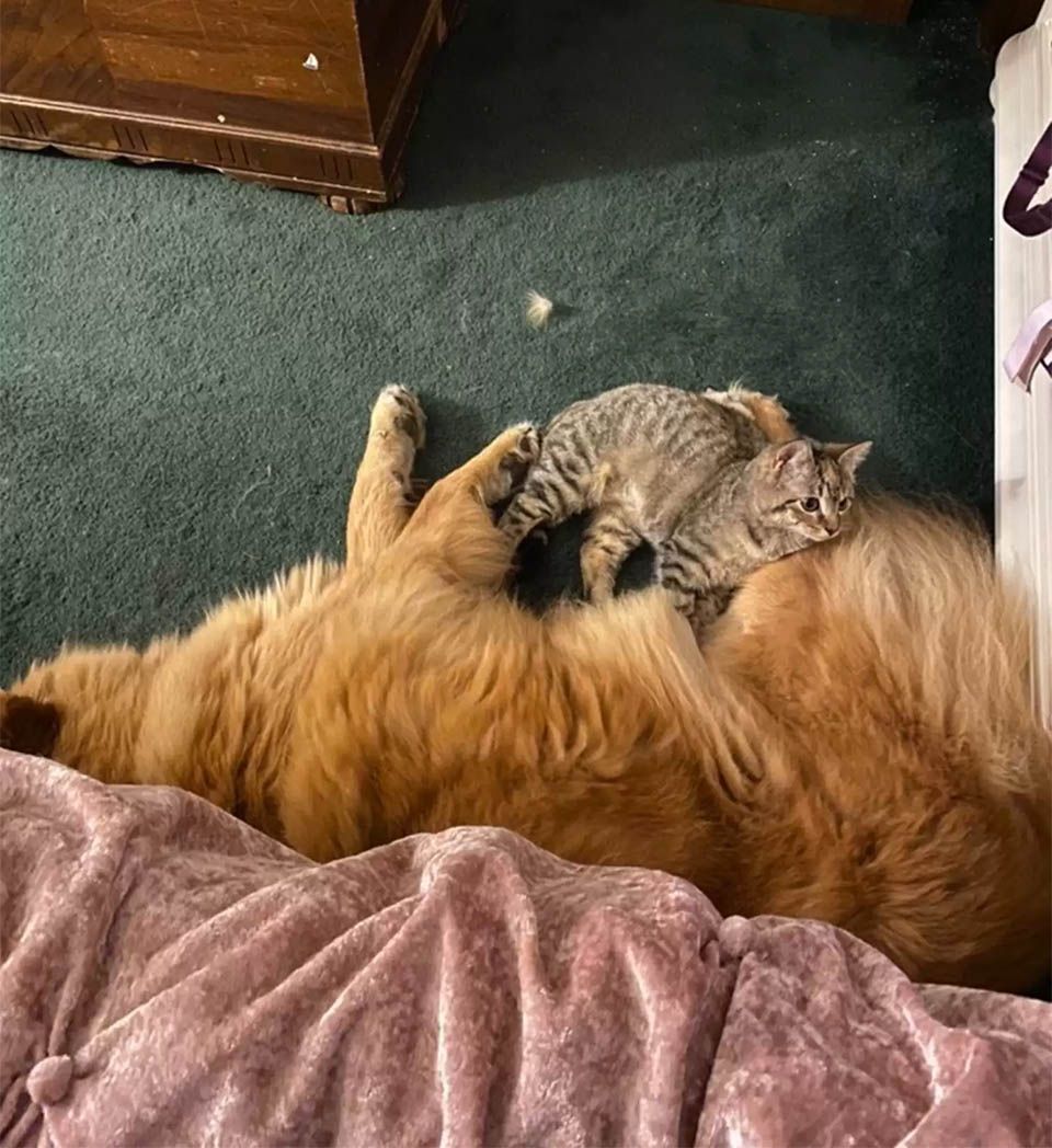 Kitten y Bailey