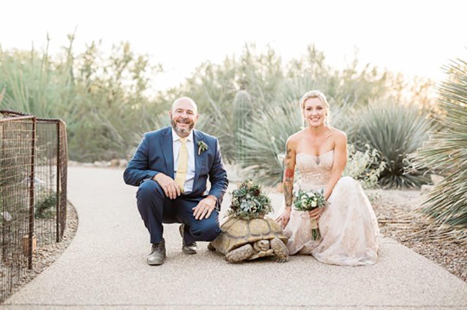 La novia hace portadora de los anillos a su tortuga, que camina muy lentamente