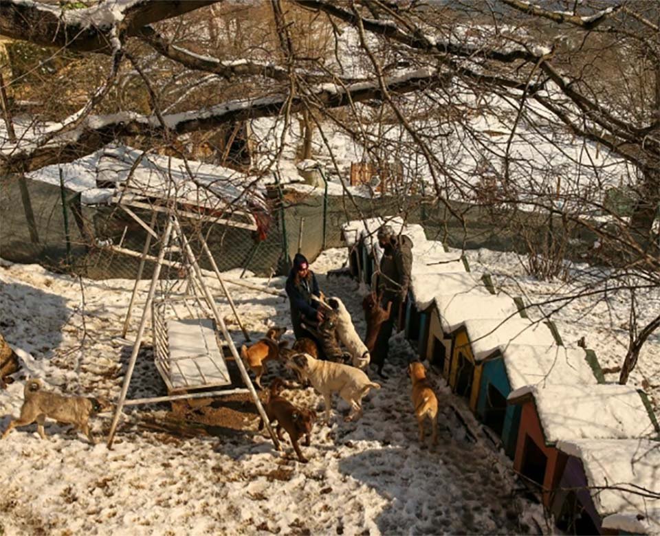Pareja de héroes acoge a más de 60 perros del frío en Estambul después de una gran nevada 6 Pareja de héroes cuida