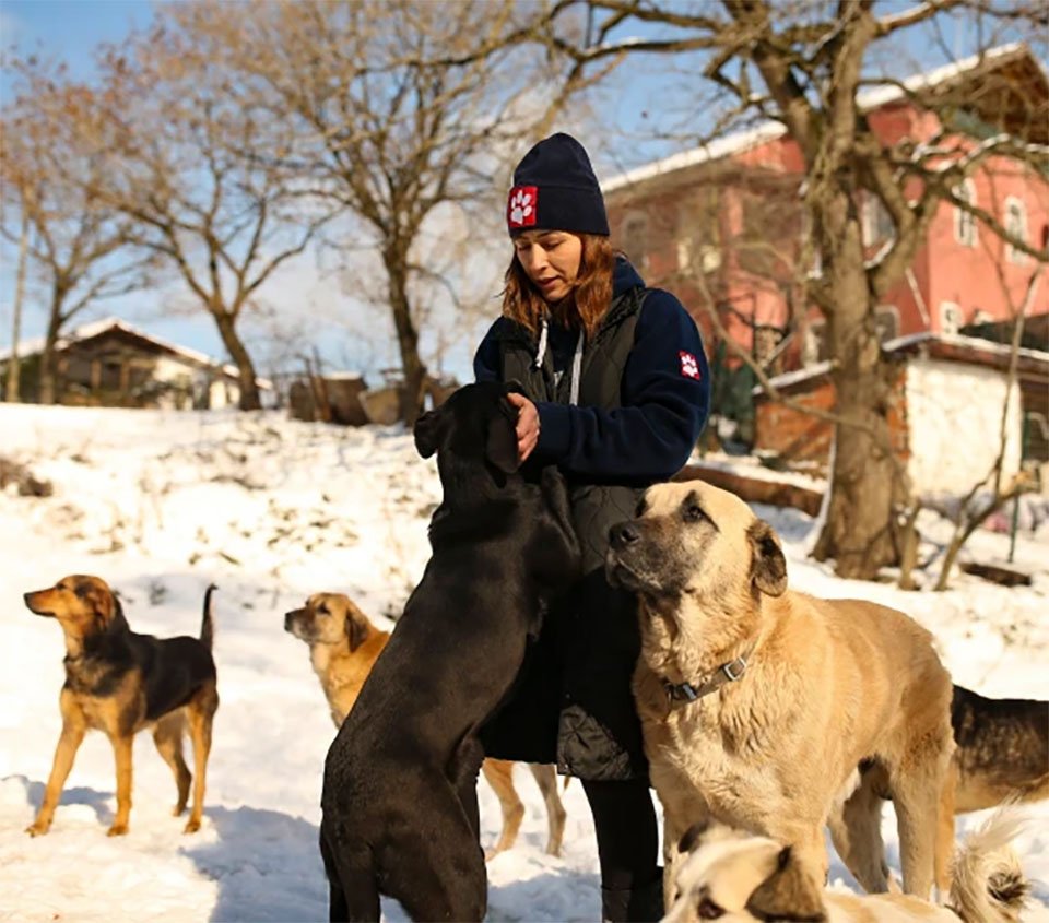Pareja de héroes acoge a más de 60 perros del frío en Estambul después de una gran nevada 9 Pareja de héroes turca