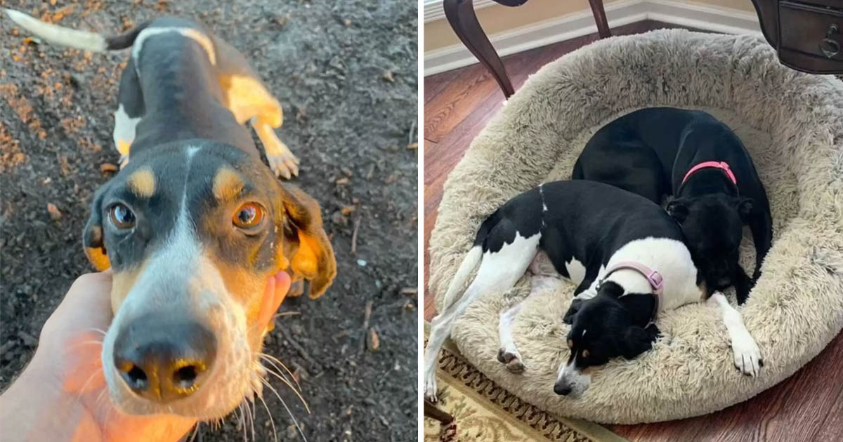 Perrita lleva a su papá donde una perrita abandonada que duerme en un agujero 1 Perrita lleva papá perrita duerme agujero