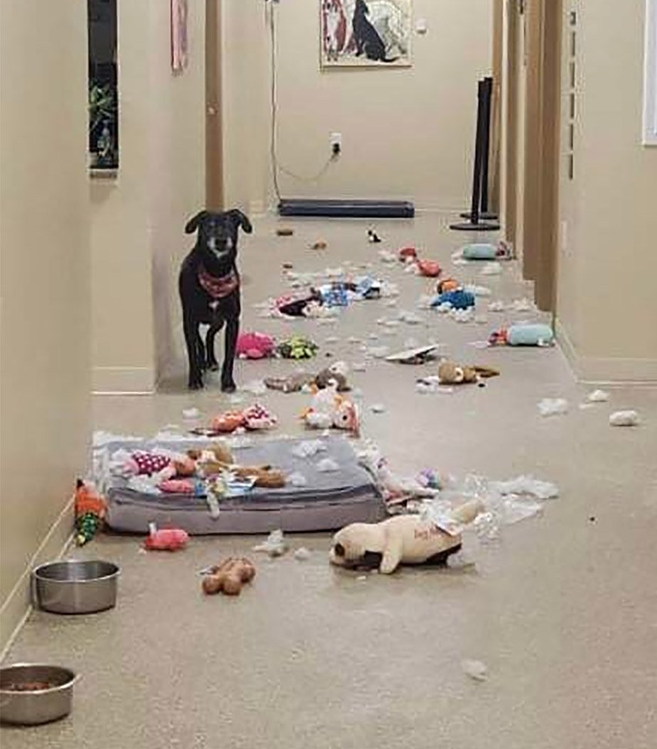 Perrito de un refugio sale de la perrera una noche y organiza una fiesta 8 Perro de un refugio fiesta