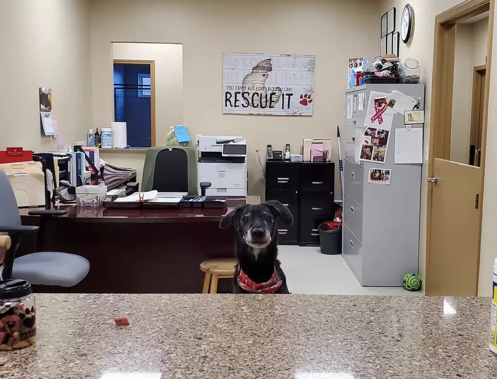 Perrito de un refugio sale de la perrera una noche y organiza una fiesta 7 Perrito de un refugio