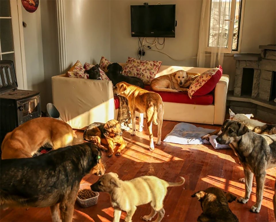 Pareja de héroes acoge a más de 60 perros del frío en Estambul después de una gran nevada 10 Perritos refugiados