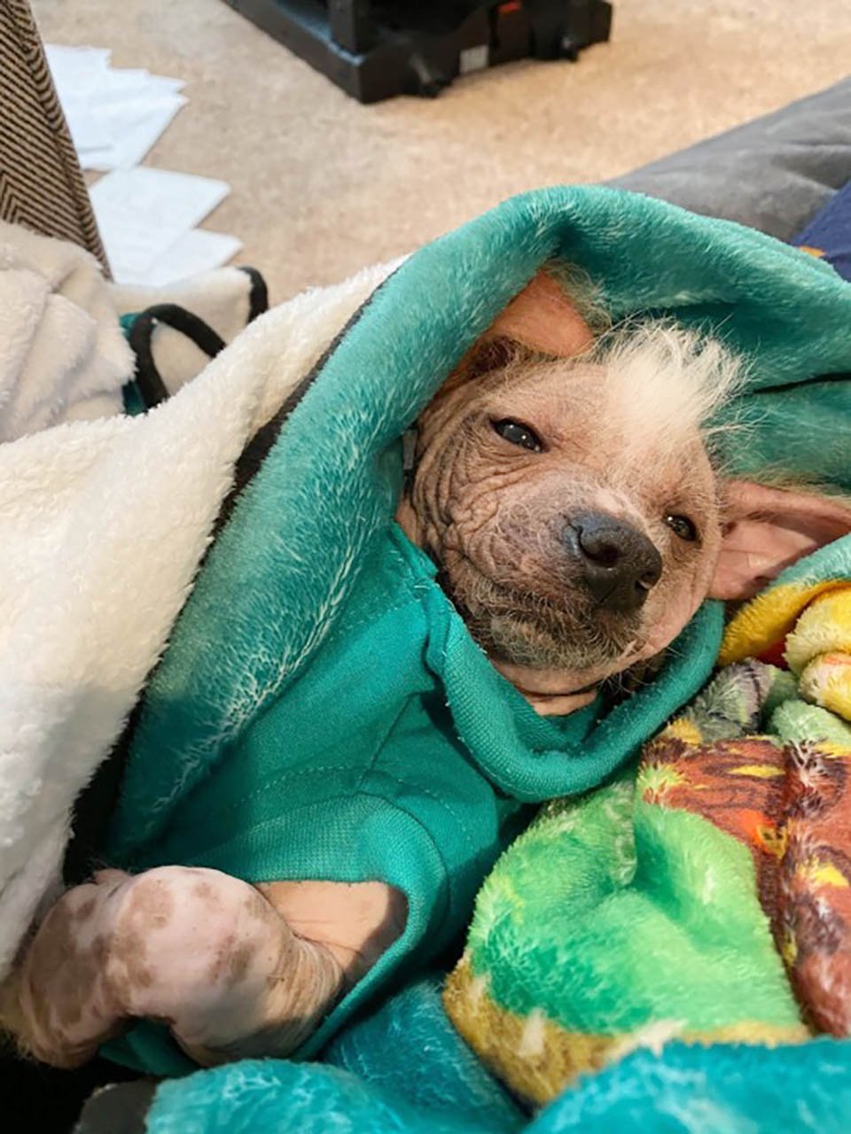 Perro crestado chino, casi calvo debido a su raza, se convierte en toda una sensación 4 Shih tzu chino con cresta casi calvo debido a su raza