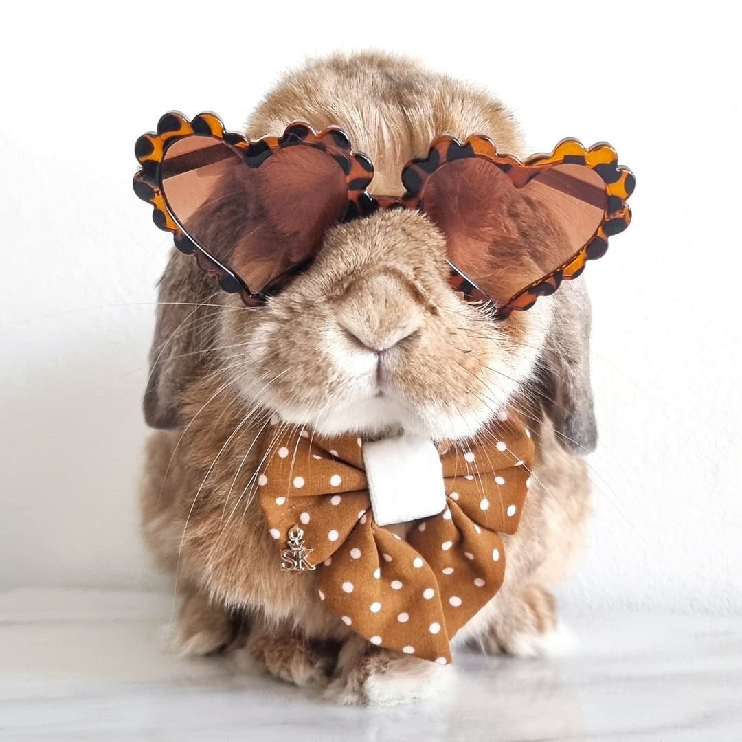 Conejito mimado tiene su propia habitación y más de 100 atuendos 8 Adorable conejito mimado con lentes