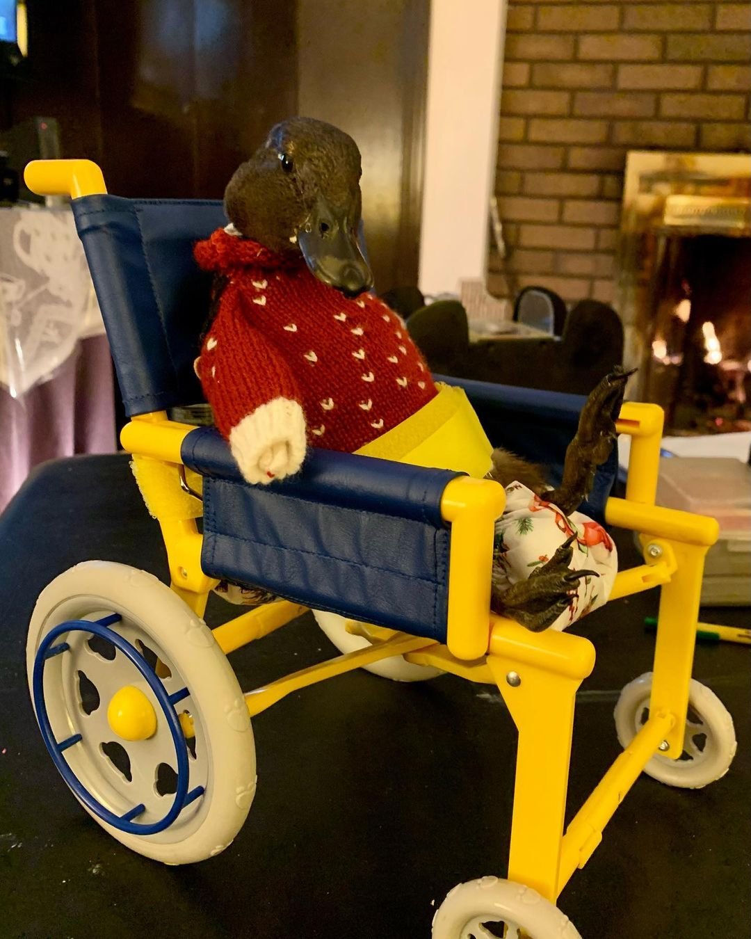 Patita discapacitada es llevada a todas partes en un portabebés y mira televisión desde su silla de ruedas 7 Adorable patito en su silla especial