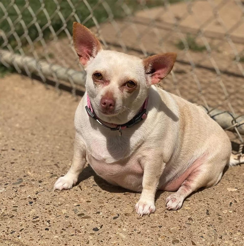 Chihuahua gordita que apenas podía caminar está tan contenta de perder la mitad de su peso 8 Chihuahua gordita pequeña