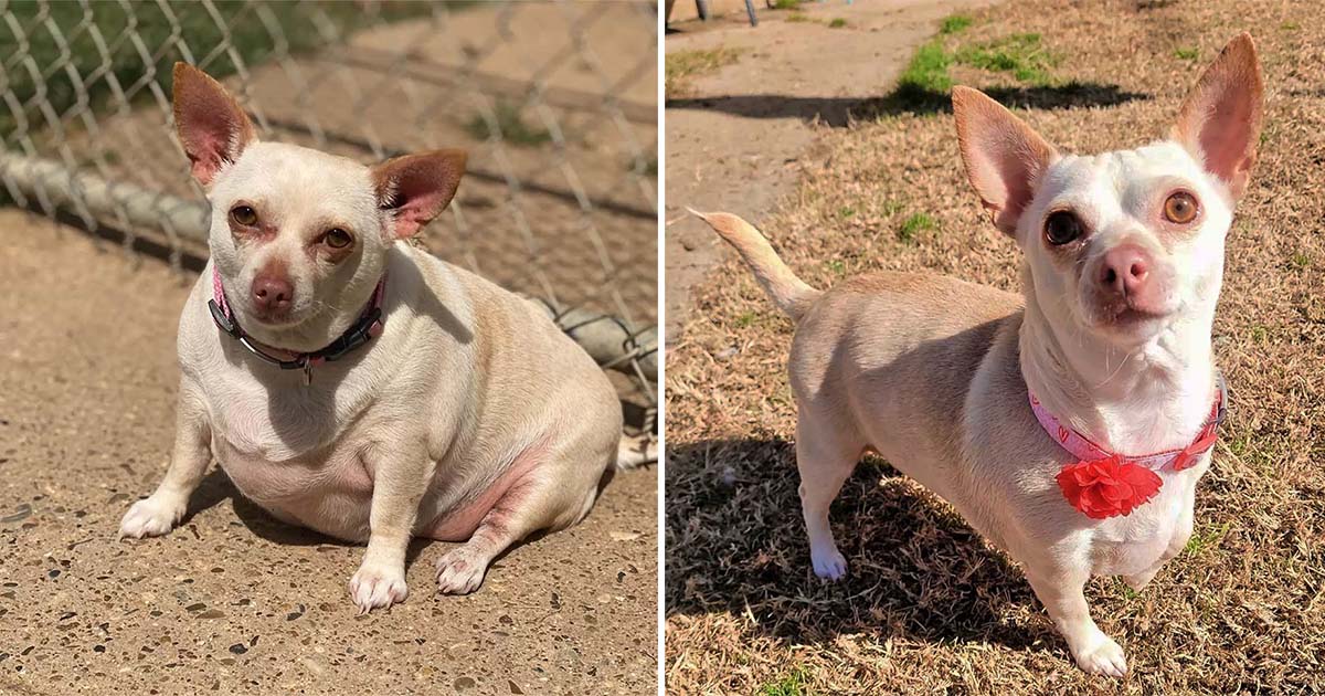 Chihuahua gordita pierde mitad de su peso