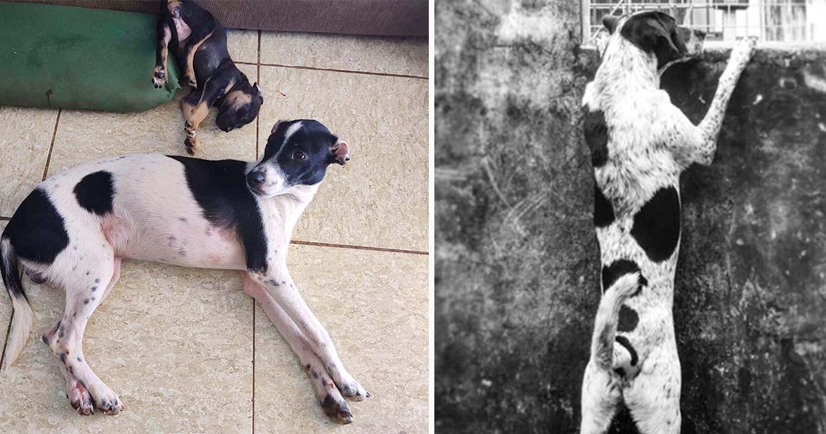 Familia encuentra a su perro perdido y luego se da cuenta de que es un impostor