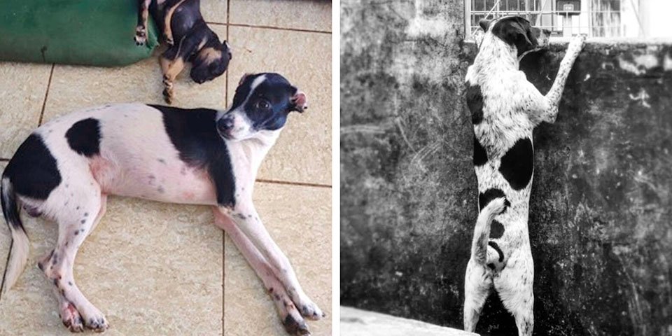 Familia encuentra a su perro perdido y luego se da cuenta de que es un impostor 8 Familia encuentra a su perro y es un impostor