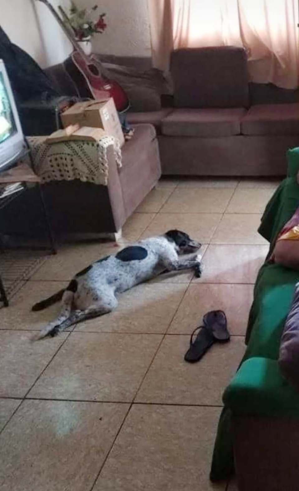 Familia encuentra a su perro perdido y luego se da cuenta de que es un impostor 6 Familia encuentra a su perro
