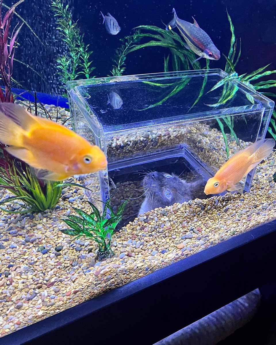Gato mimado obtiene su propio acuario con ventana especial para ver peces 3 Gatito disfruta su acuario