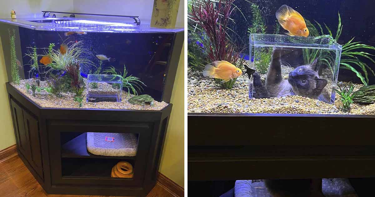Gato mimado obtiene su propio acuario con ventana especial para ver peces