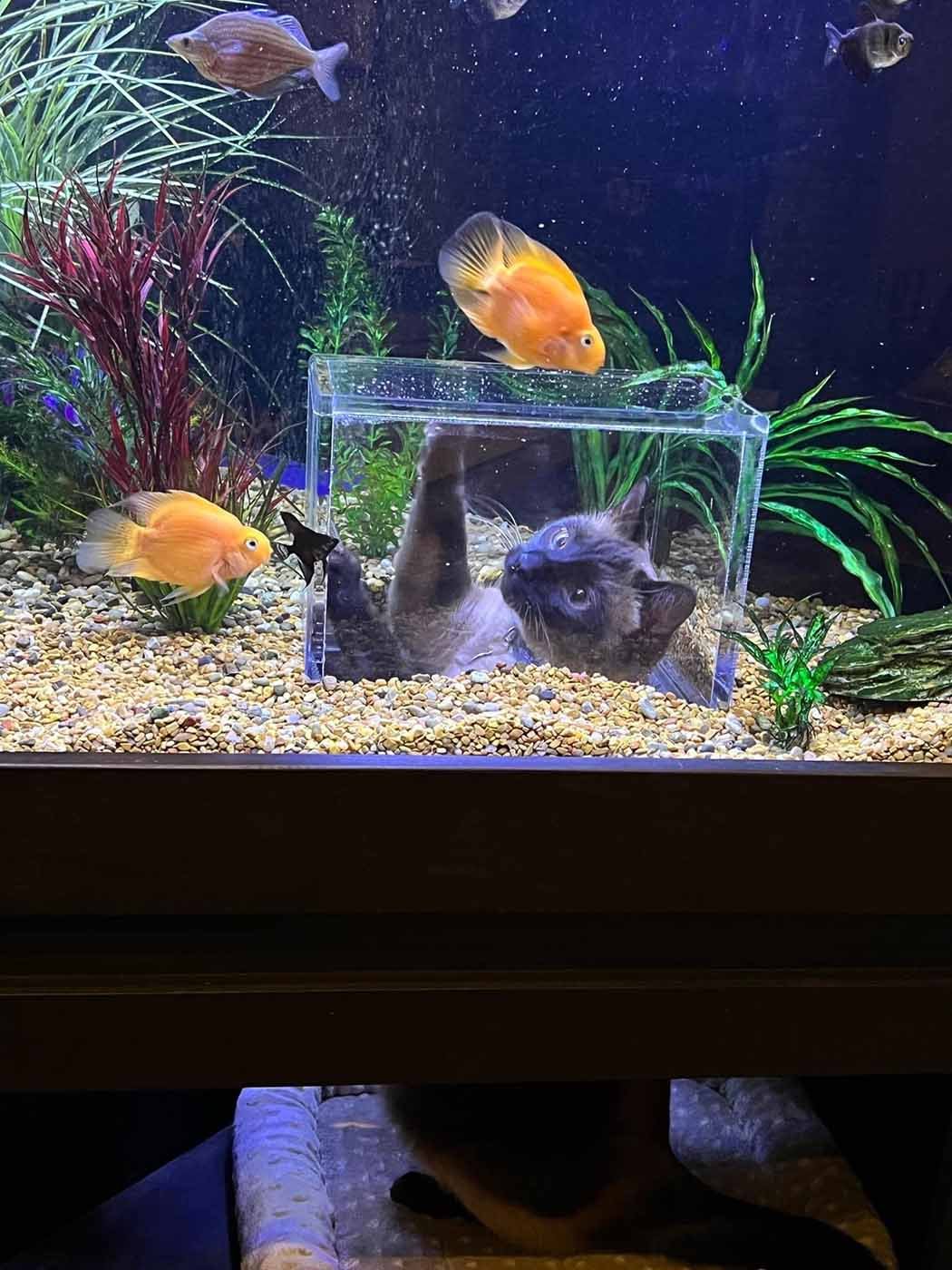 Gato mimado obtiene su propio acuario con ventana especial para ver peces 1 Gato mimado obtiene su propio acuario