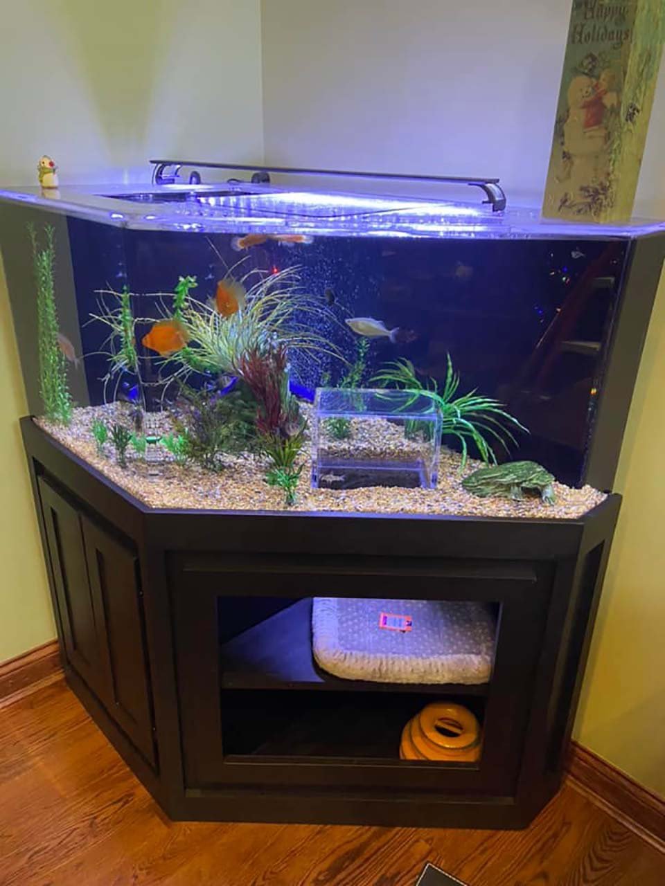 Gato mimado obtiene su propio acuario con ventana especial para ver peces 2 Gato obtiene su propio acuario con ventana