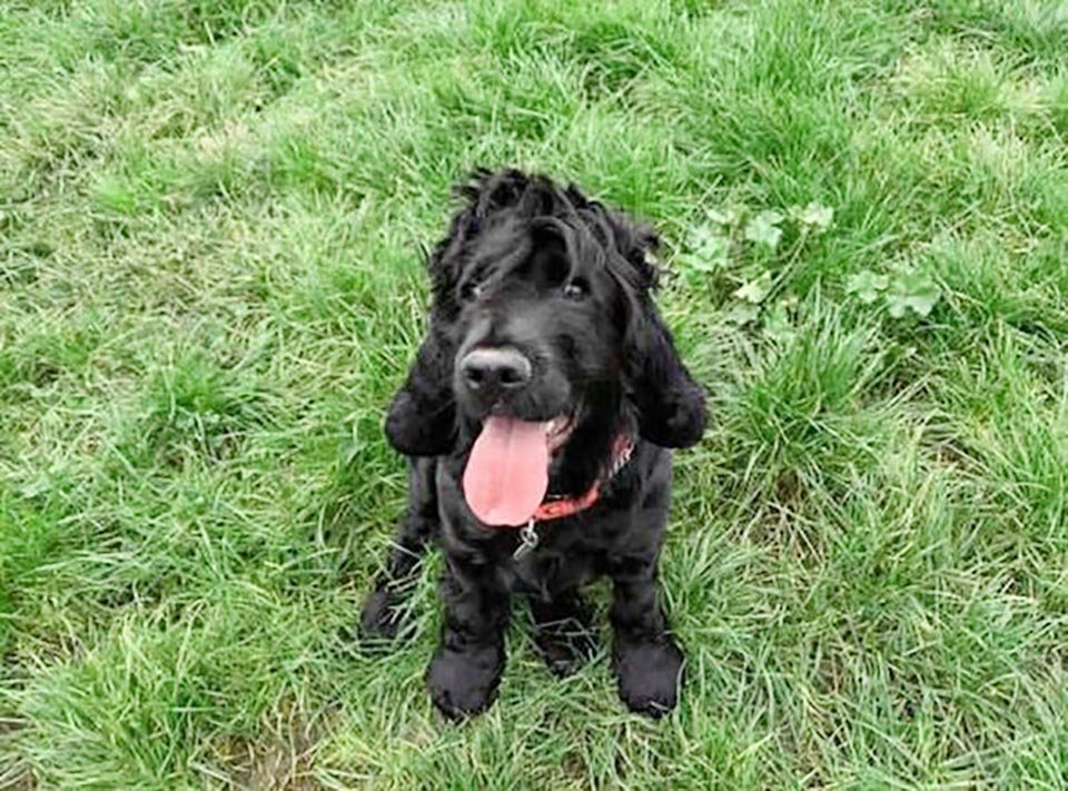 La 'perrita más solitaria' de Londres busca un hogar después de pasar más de 500 días en el refugio 5 Hermosa perrita de refugio