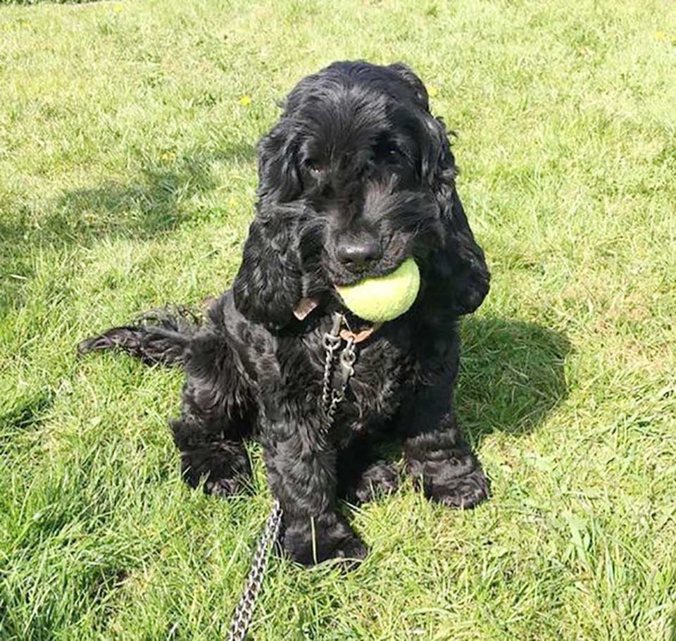 La 'perrita más solitaria' de Londres busca un hogar después de pasar más de 500 días en el refugio 6 La perrita más solitaria de Londres busca un hogar