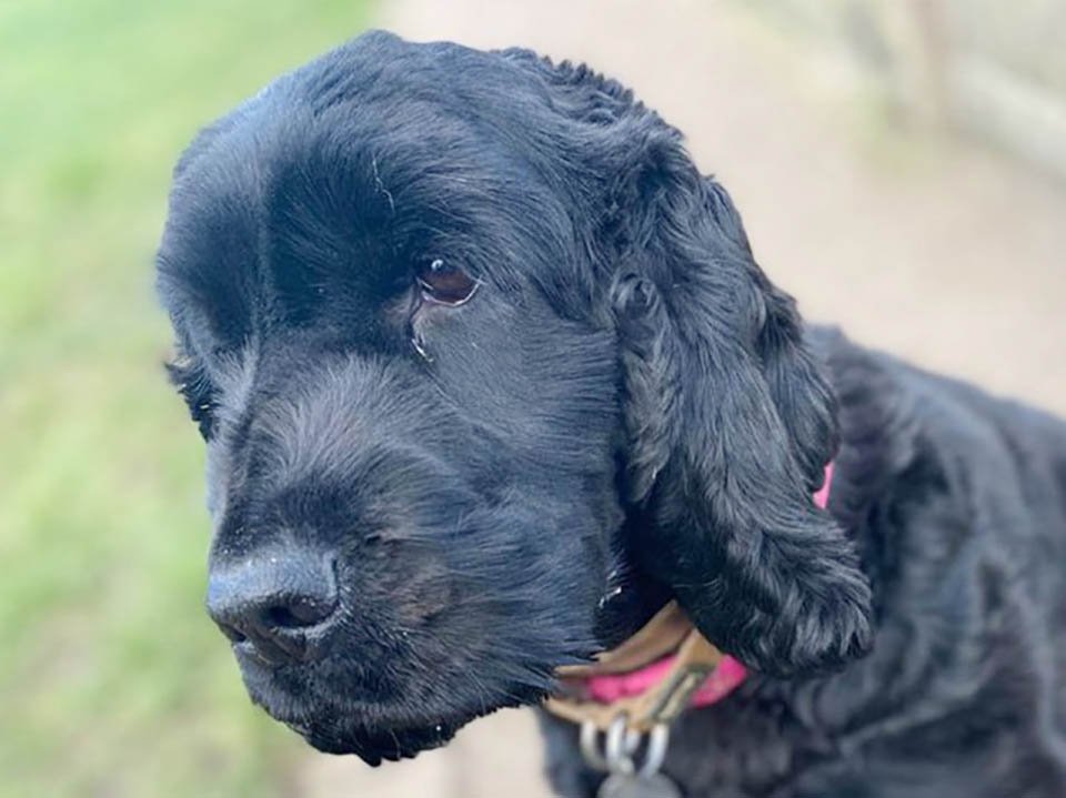 La 'perrita más solitaria' de Londres busca un hogar después de pasar más de 500 días en el refugio 4 La perrita más solitaria de Londres