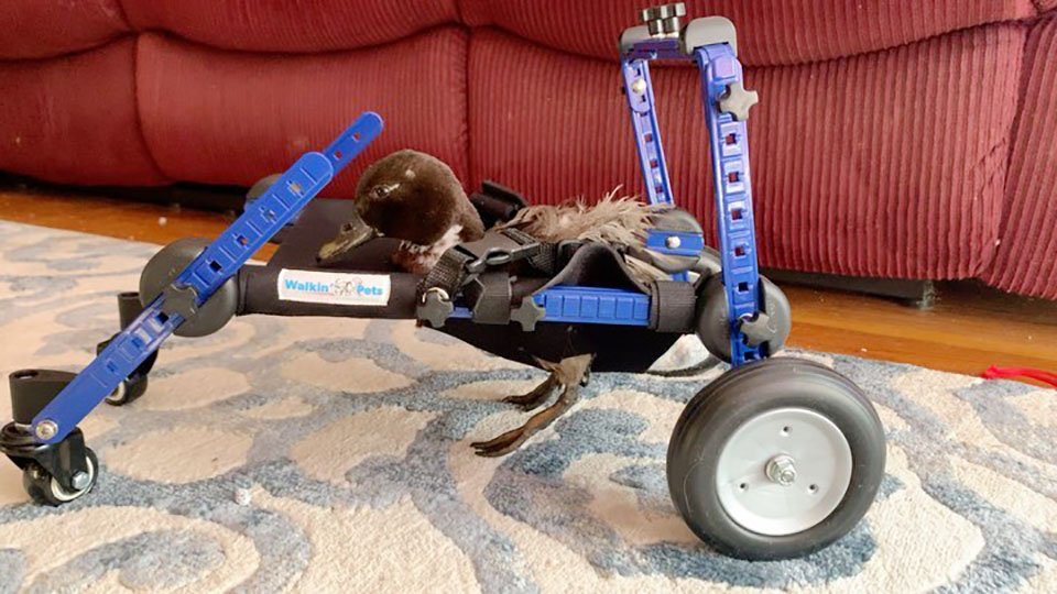 Patita discapacitada es llevada a todas partes en un portabebés y mira televisión desde su silla de ruedas 6 Patito discapacitado es llevado a todas partes en su silla de ruedas