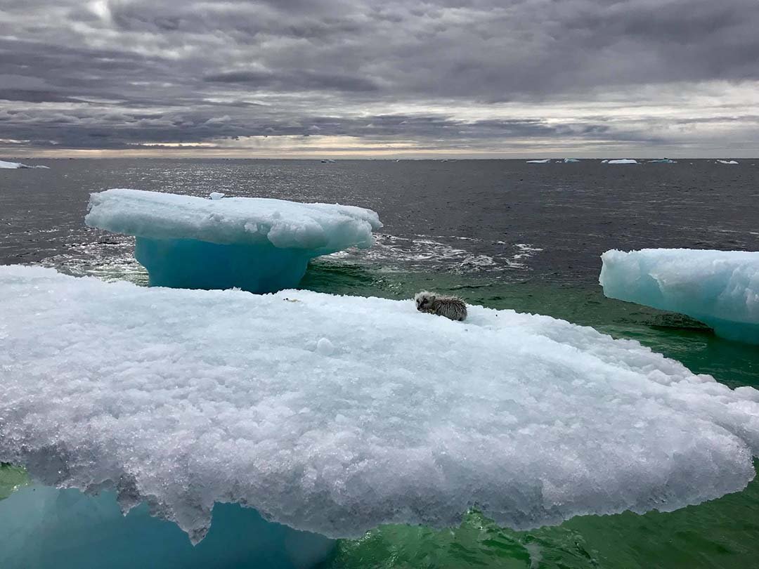 Pescador rescata a un zorro ártico varado en un iceberg 5 Pequeño zorro en un iceberg