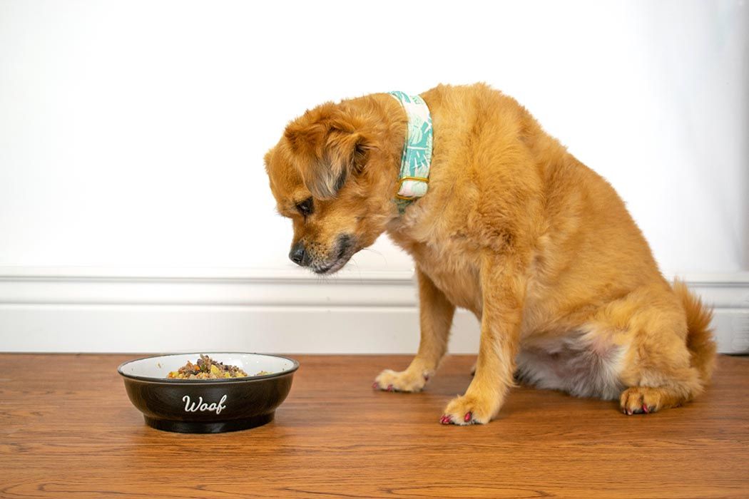 Perrito mira su plato de comida