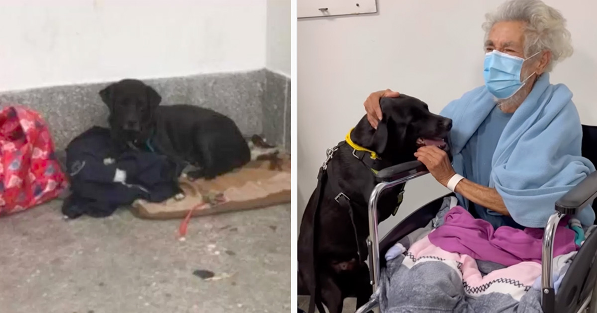 Perro leal espero dias fuera hospital dueño