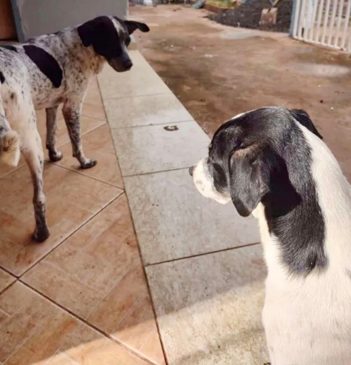Familia encuentra a su perro perdido y luego se da cuenta de que es un impostor 9 Perros idénticos