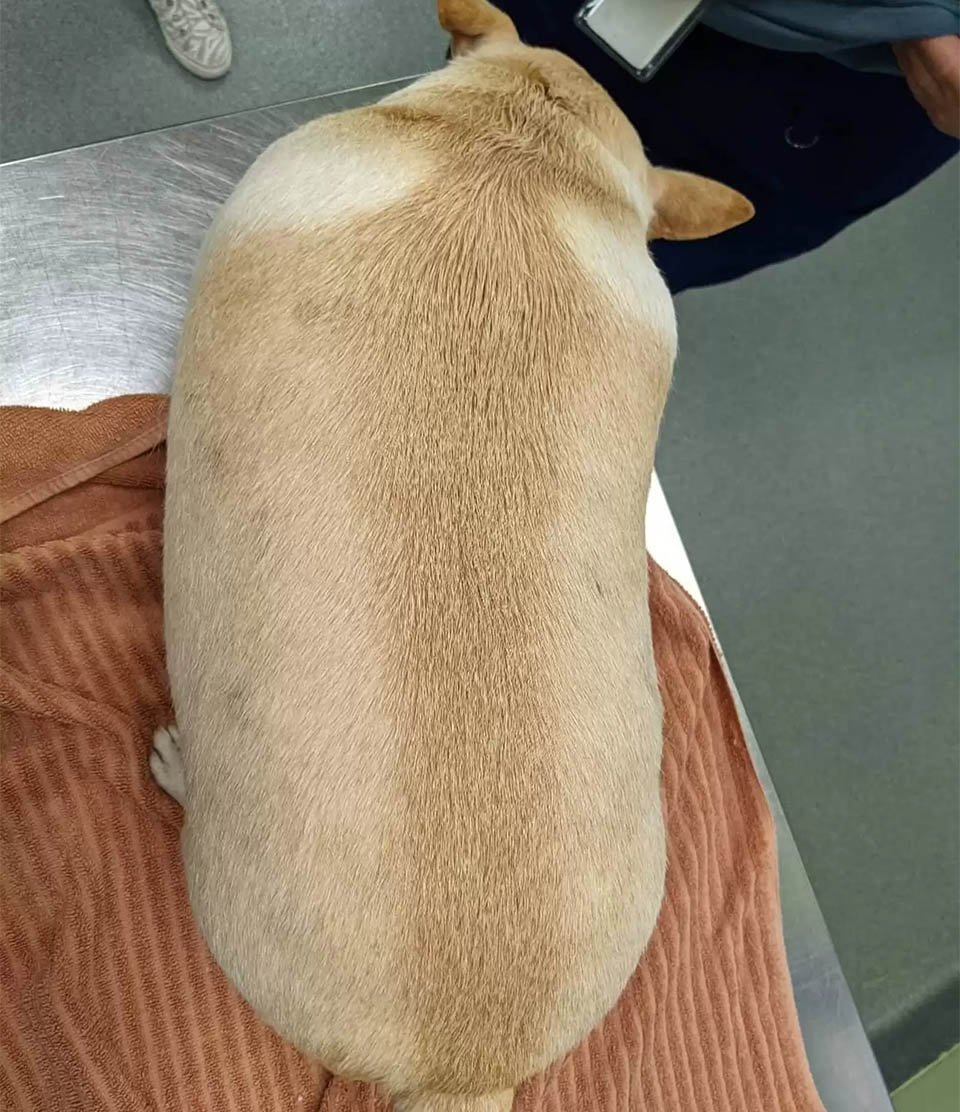 Chihuahua gordita que apenas podía caminar está tan contenta de perder la mitad de su peso 9 Rosemary con sobrepeso
