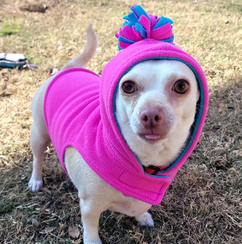 Chihuahua gordita que apenas podía caminar está tan contenta de perder la mitad de su peso 10 Rosemary delgada